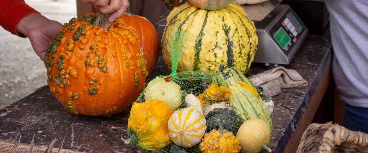 A view of a customer purchasing some rustic pumpkins.