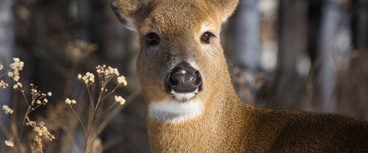 Cerf de virginie à l'état sauvage en fôret canadienne
