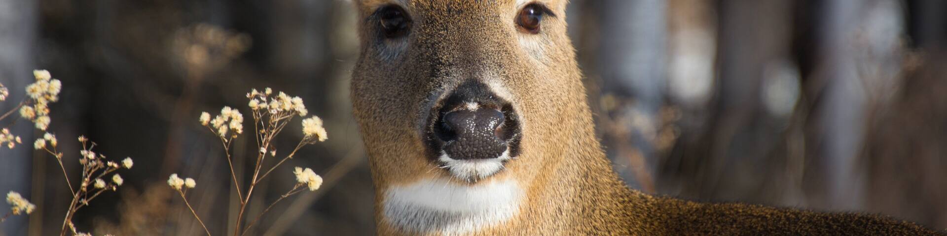 Cerf de virginie à l'état sauvage en fôret canadienne