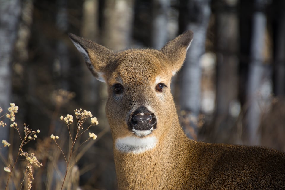 Un cerf dans une zone boisée où la végétation est sèche.