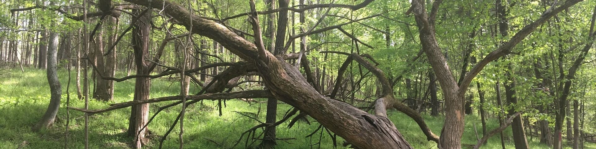 April 21, 2018
British Camp Trail