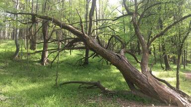 April 21, 2018
British Camp Trail