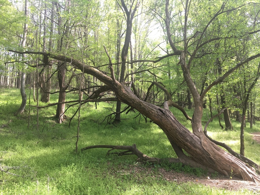 April 21, 2018
British Camp Trail