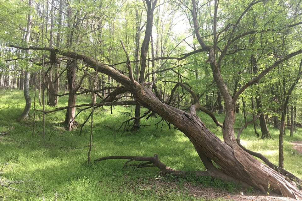 A fallen tree in a forest.
