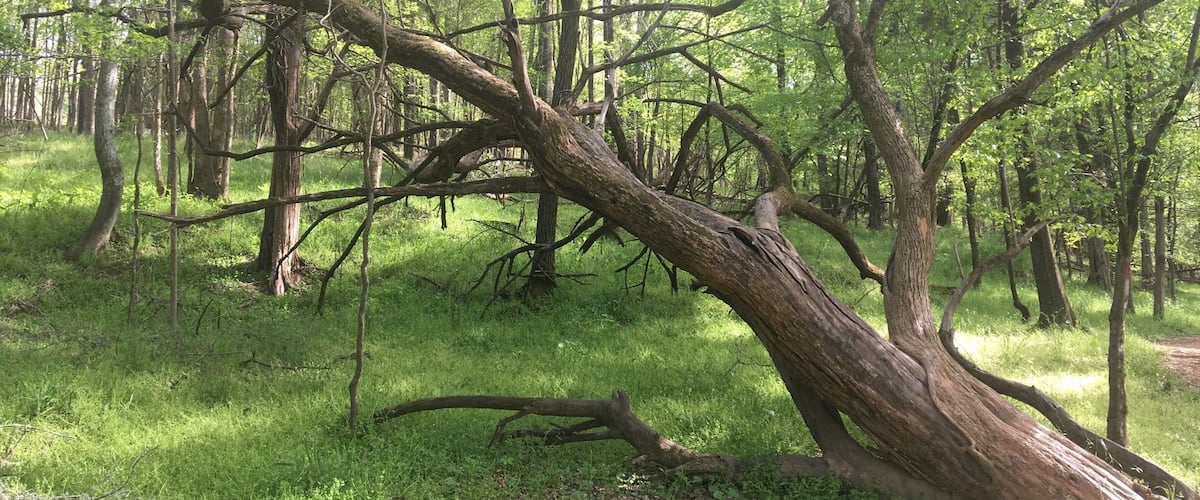 April 21, 2018
British Camp Trail