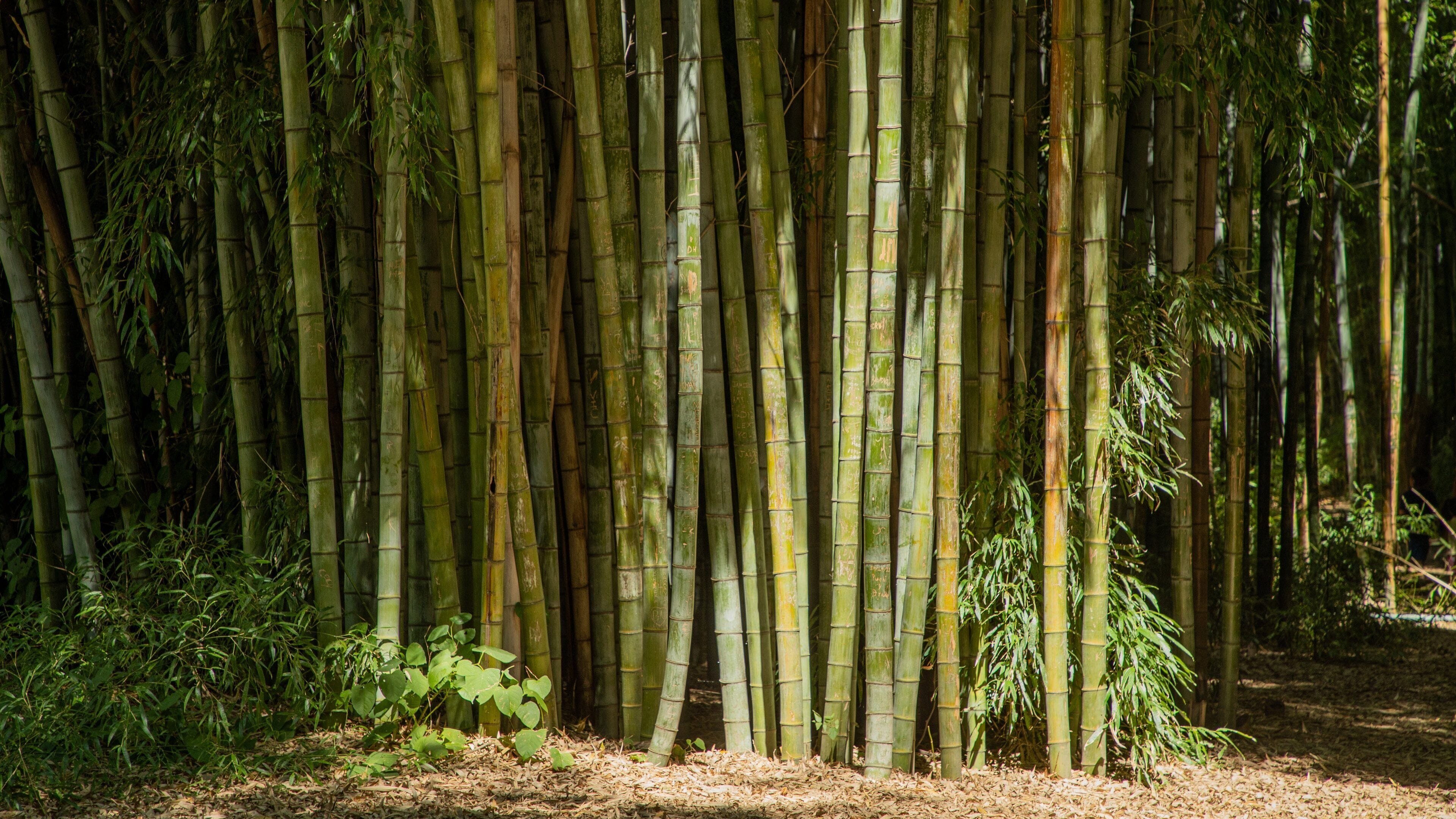 Oconaluftee Islands Park featuring a park