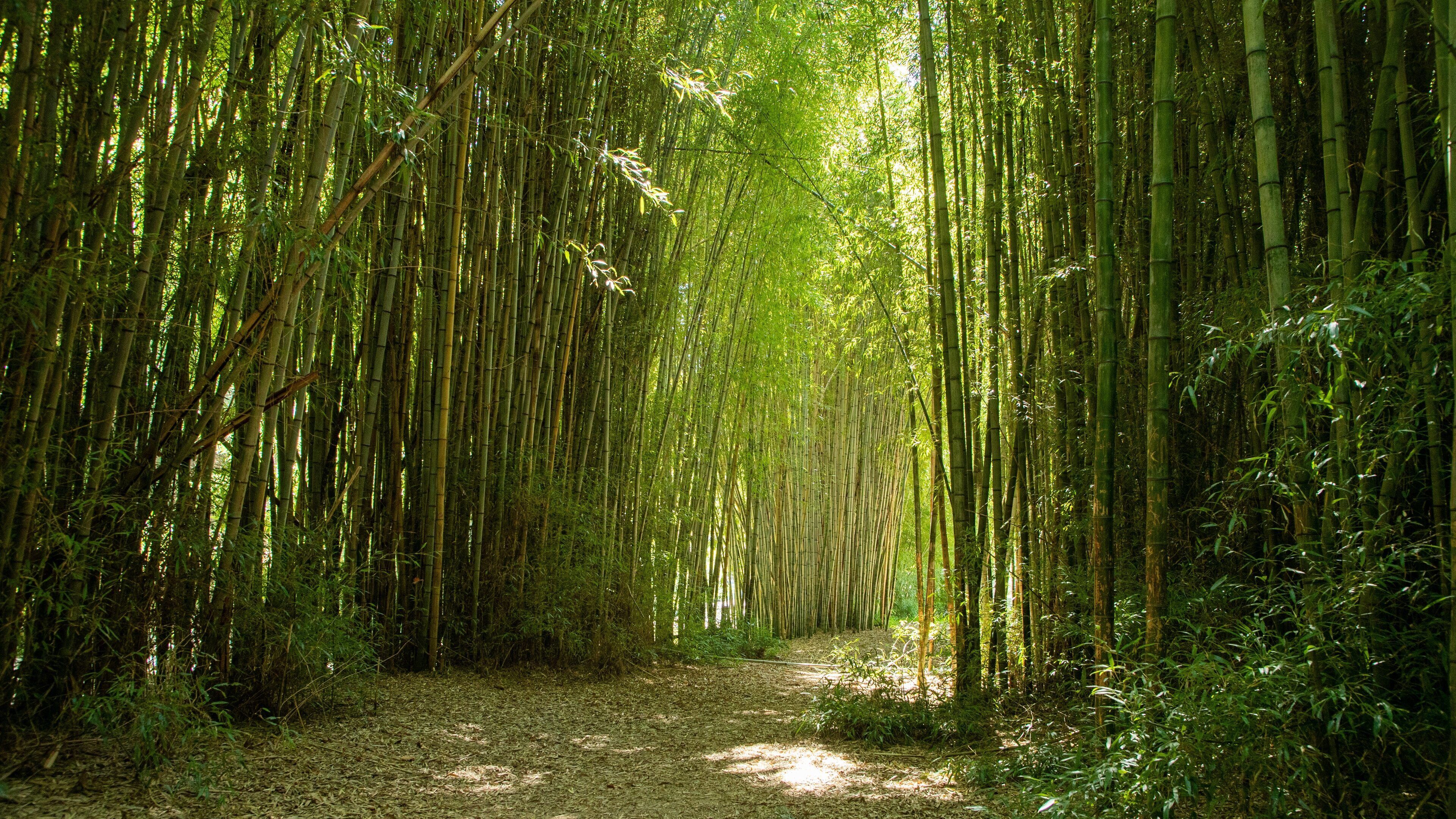 Oconaluftee Islands Park which includes a garden and forest scenes