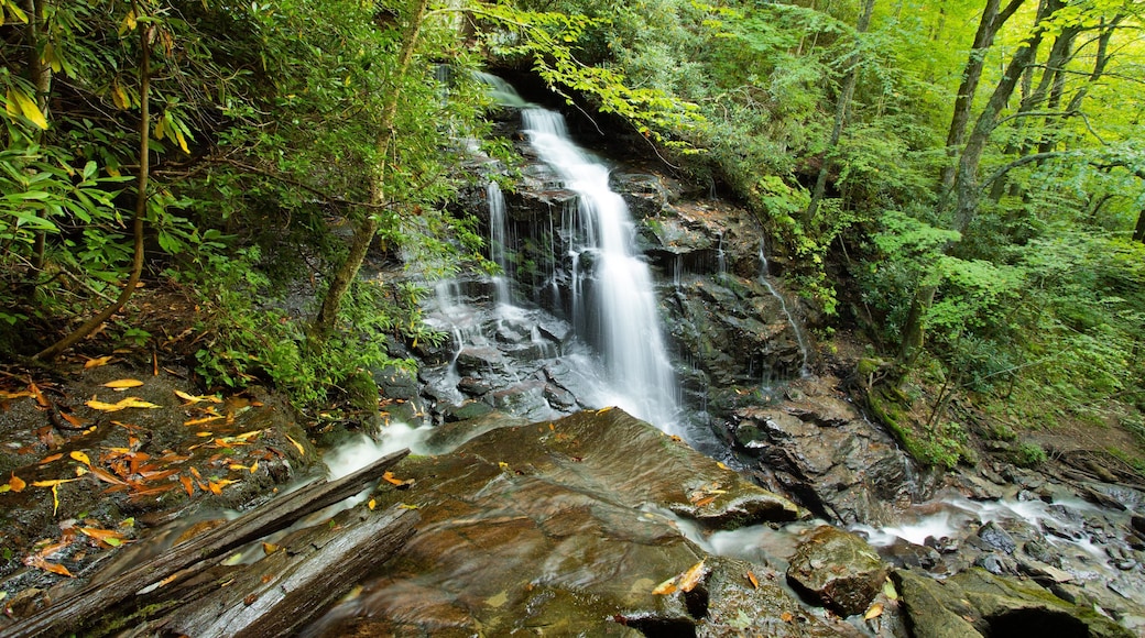 Soco Falls featuring forests and a cascade