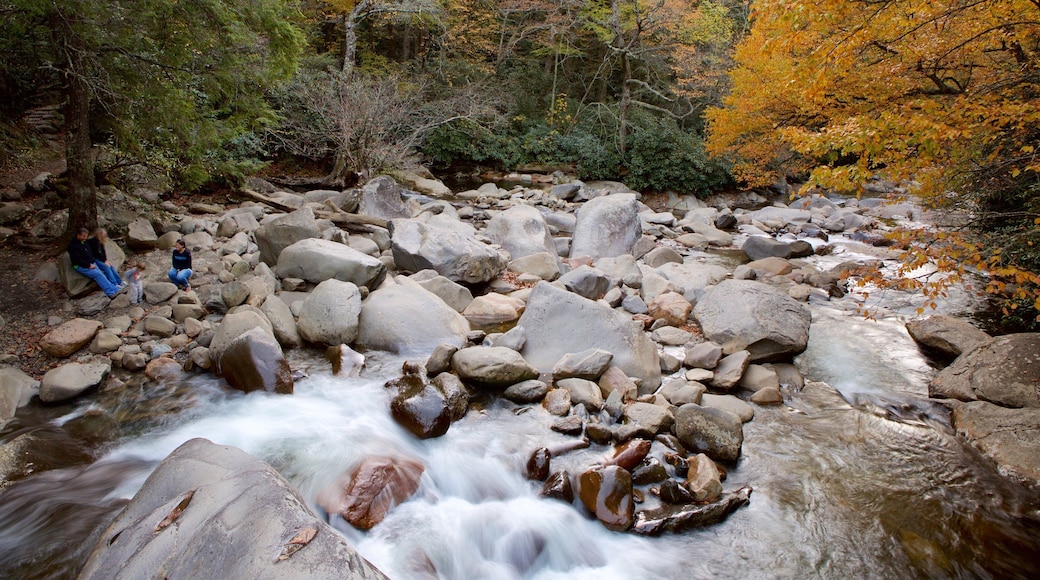 그레이트 스모키 산맥 국립공원 을 보여주는 숲 과 강 또는 시내