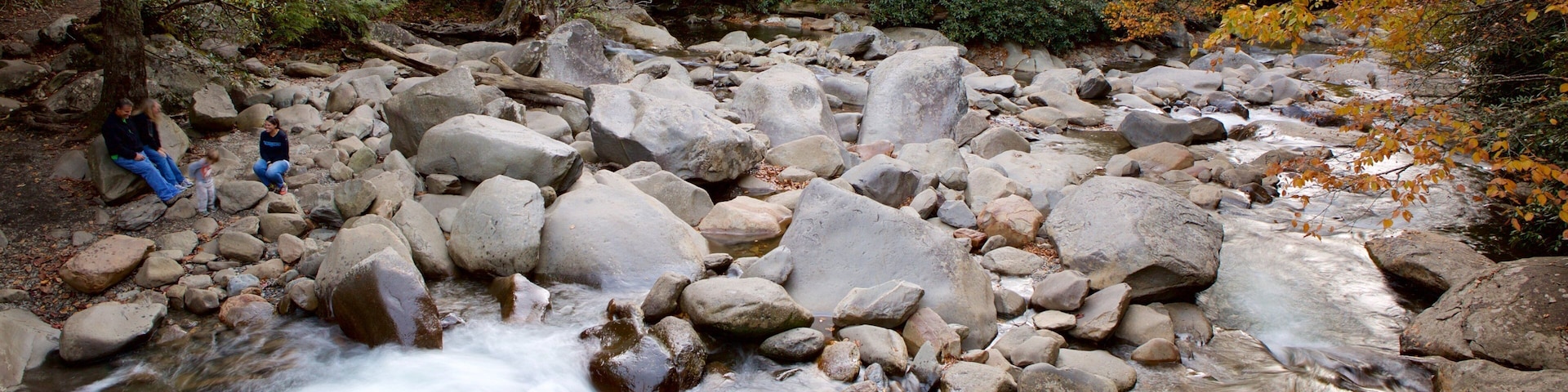 Great Smoky Mountains National Park mostrando um rio ou córrego e florestas