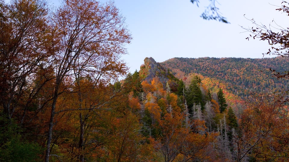 A forest with autumn foliage and a mountain in the background.