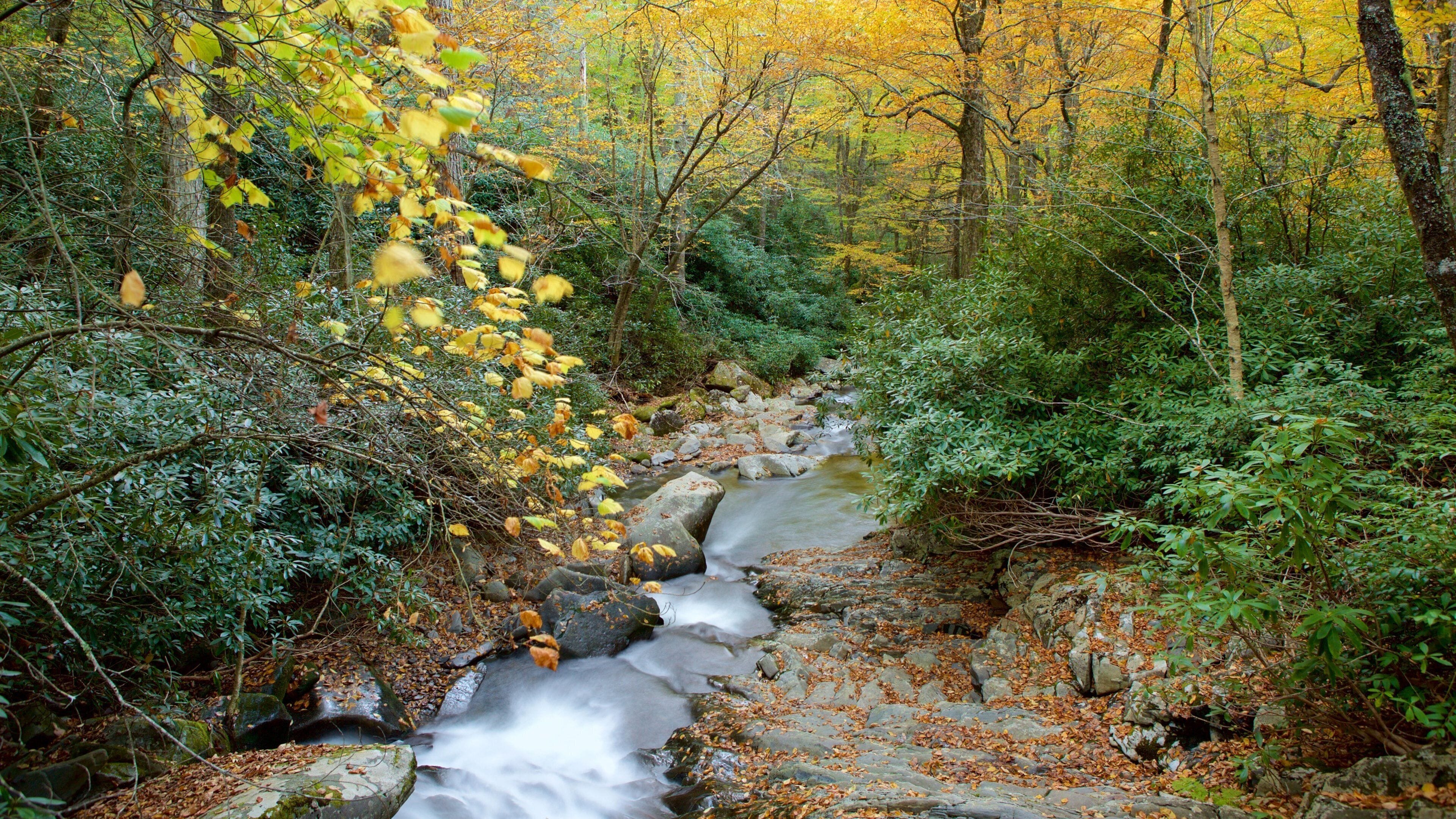 그레이트 스모키 산맥 국립공원 이 포함 숲, 강 또는 시내 과 한적한 풍경