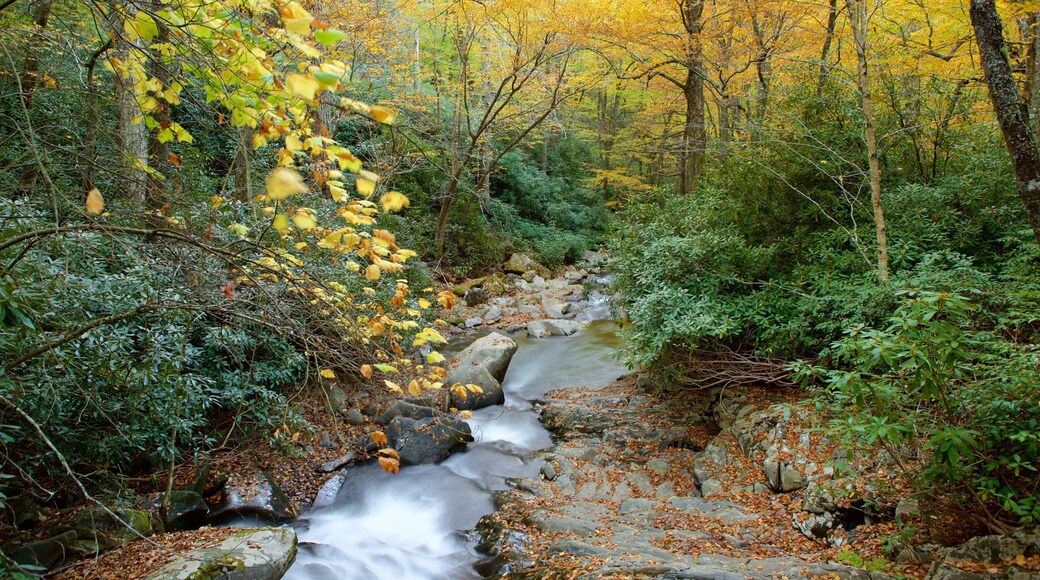 그레이트 스모키 산맥 국립공원 이 포함 숲, 강 또는 시내 과 한적한 풍경