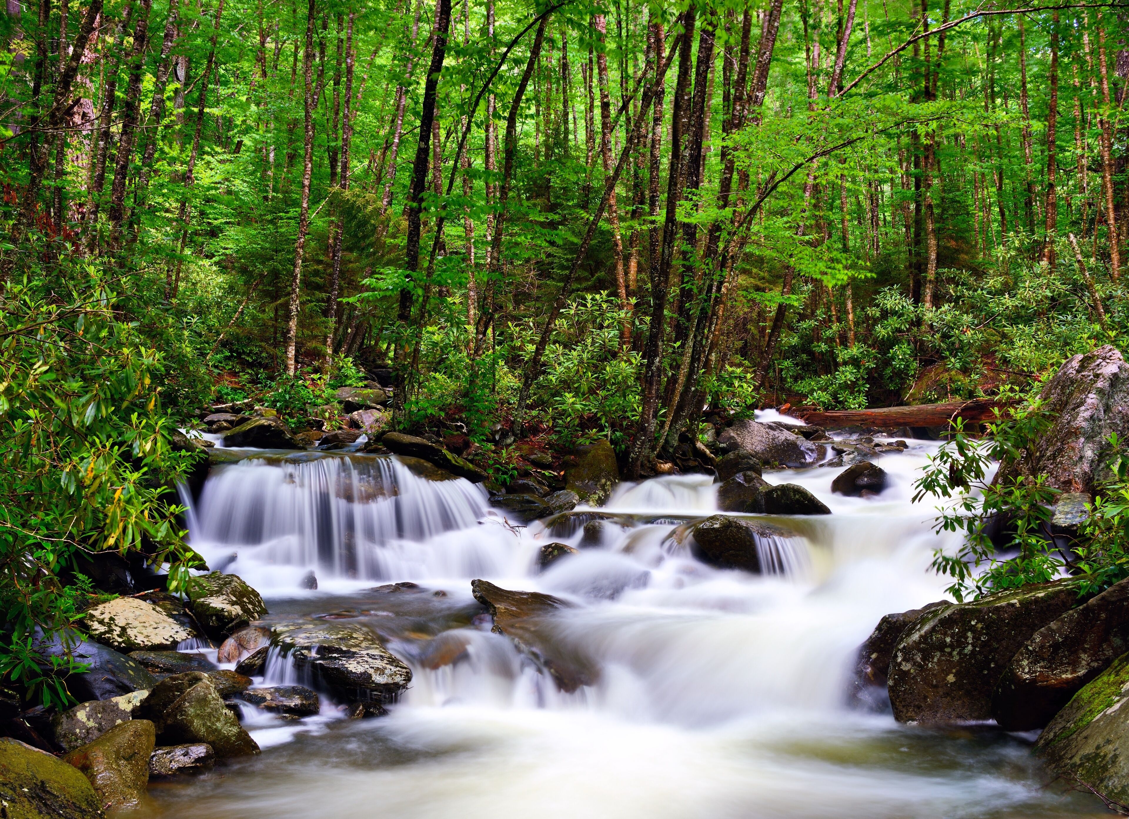 River in the Smoky Mountains