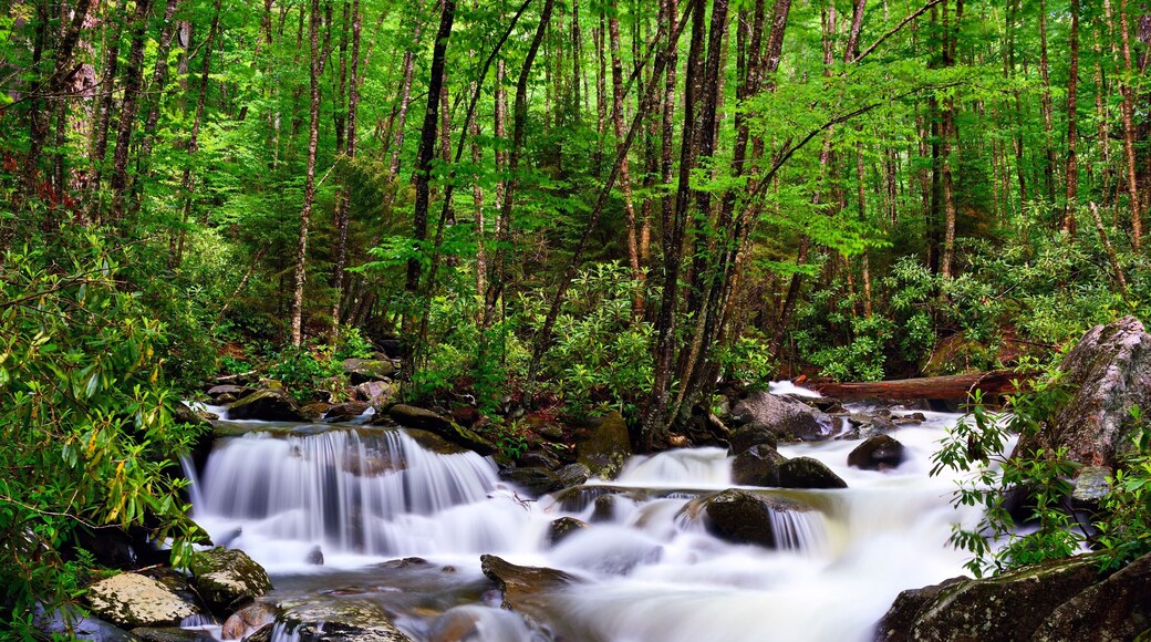 大煙山荒野樂園