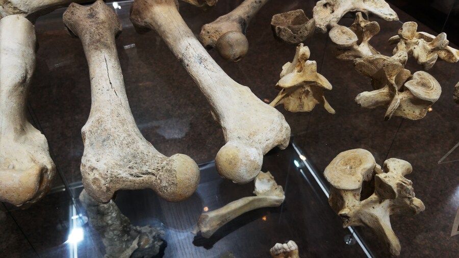 Bones and remains of ancient animals in the museum on a glass shelf