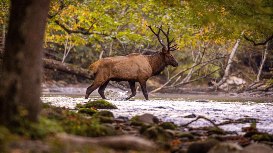 สวนสาธารณะวิงด์เดียร์