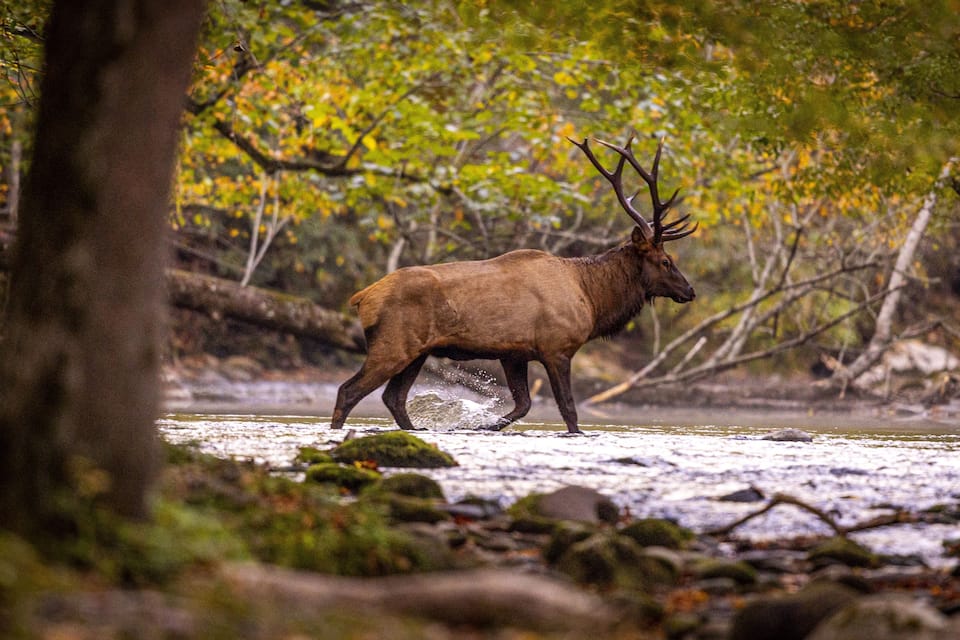 Een eland in een bebost gebied met een rivier.
