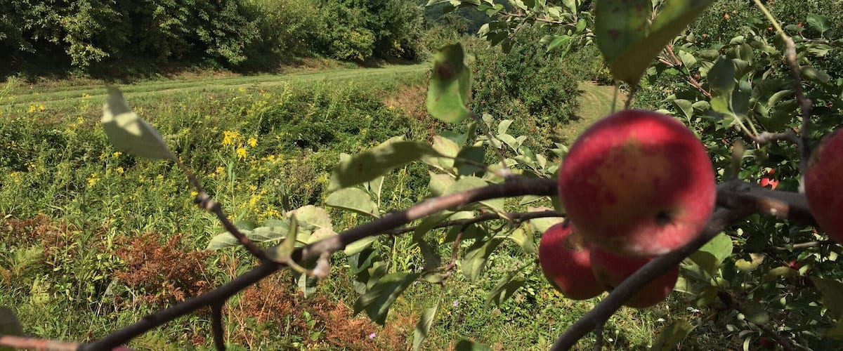 The Orchard at Altapass is the only orchard that I have been to. Each time I go to Crabtree falls I try to go to the orchard, but this is not always possible because the store is closed during the winter for offseason. I also have never actually gone apple picking, but instead go inside the store and buy the already picked apples. The majority of the times I have visited, there is live bluegrass music. Different kinds of preserved canned foods line many shelves in the store. Homemade fudge is sold, as well as ice cream. During the fall parking can be rough, since it is peak leaf and apple season. This picture captures the vastness of the Appalachian region in my eyes: the life present, the rich colors, and the visibility of the mountains far away. I can recall the sweet smells of the many trees producing apples. #appalachianechoes