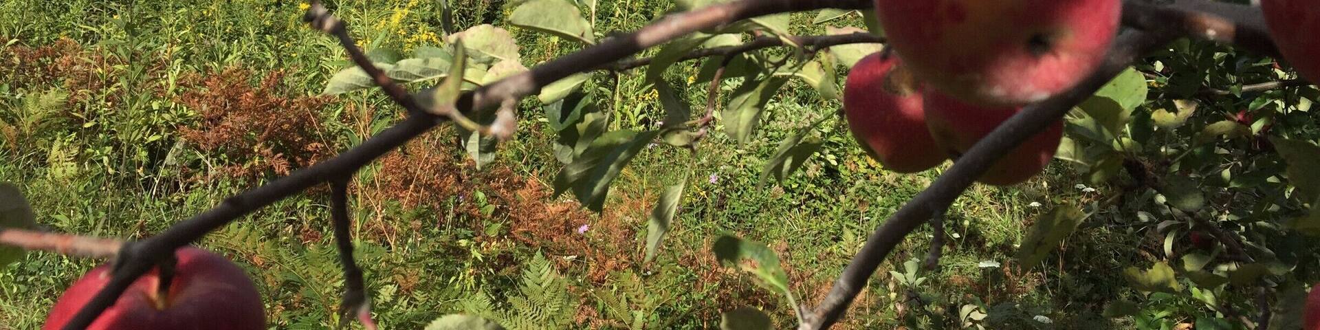 The Orchard at Altapass is the only orchard that I have been to. Each time I go to Crabtree falls I try to go to the orchard, but this is not always possible because the store is closed during the winter for offseason. I also have never actually gone apple picking, but instead go inside the store and buy the already picked apples. The majority of the times I have visited, there is live bluegrass music. Different kinds of preserved canned foods line many shelves in the store. Homemade fudge is sold, as well as ice cream. During the fall parking can be rough, since it is peak leaf and apple season. This picture captures the vastness of the Appalachian region in my eyes: the life present, the rich colors, and the visibility of the mountains far away. I can recall the sweet smells of the many trees producing apples. #appalachianechoes