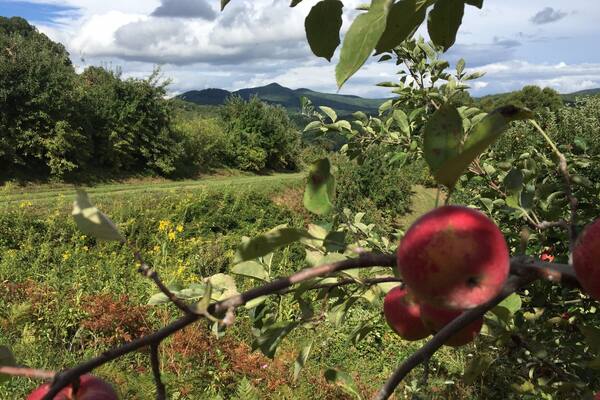 The Orchard at Altapass is the only orchard that I have been to. Each time I go to Crabtree falls I try to go to the orchard, but this is not always possible because the store is closed during the winter for offseason. I also have never actually gone apple picking, but instead go inside the store and buy the already picked apples. The majority of the times I have visited, there is live bluegrass music. Different kinds of preserved canned foods line many shelves in the store. Homemade fudge is sold, as well as ice cream. During the fall parking can be rough, since it is peak leaf and apple season. This picture captures the vastness of the Appalachian region in my eyes: the life present, the rich colors, and the visibility of the mountains far away. I can recall the sweet smells of the many trees producing apples. #appalachianechoes