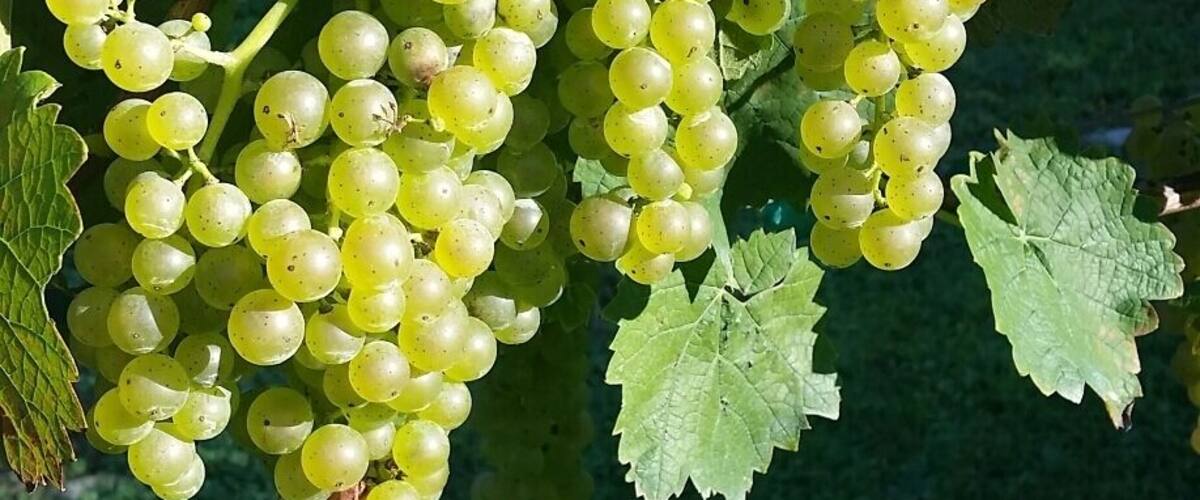 Time to make some wine!