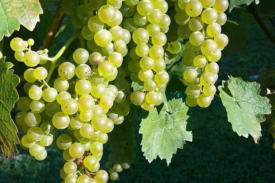 Clusters of green grapes hanging from a vine with large green leaves.