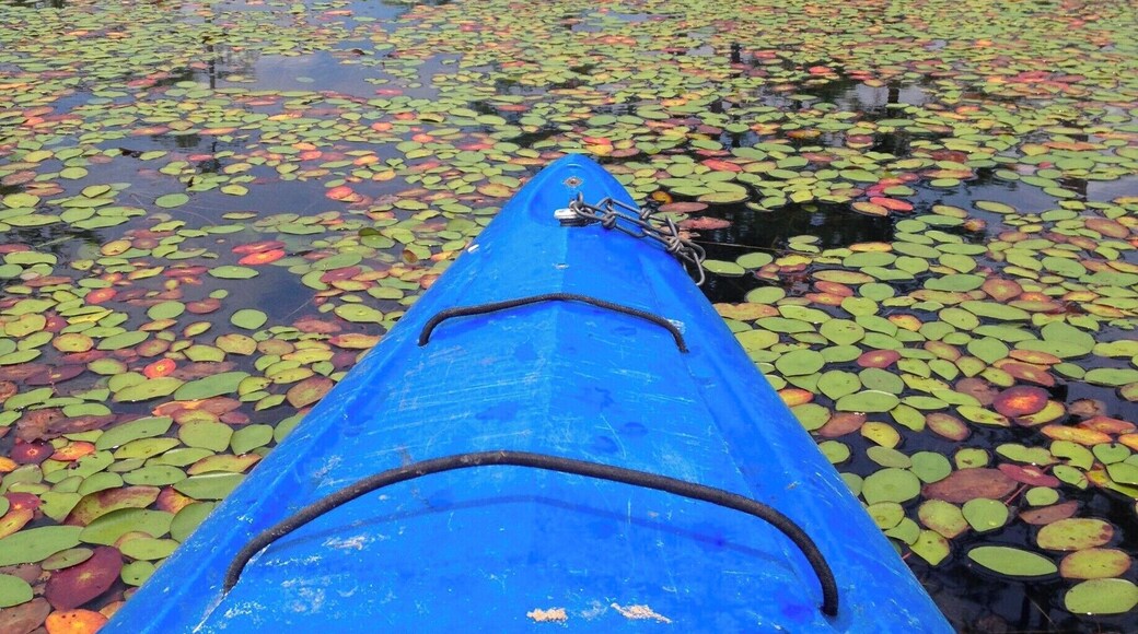Canoing in Goodale State Park near Camden, SC, USA. We explored this 140 acre lake without seeing another soul! We admired the cypress trees and water lilies as we meandered down small creeks. Beware of the wasp nests at the base of the cypress trees as you paddle by! This was a great place to paddle in these awesome #blue kayaks!