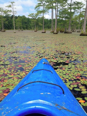 Canoing in Goodale State Park near Camden, SC, USA. We explored this 140 acre lake without seeing another soul! We admired the cypress trees and water lilies as we meandered down small creeks. Beware of the wasp nests at the base of the cypress trees as you paddle by! This was a great place to paddle in these awesome #blue kayaks!
