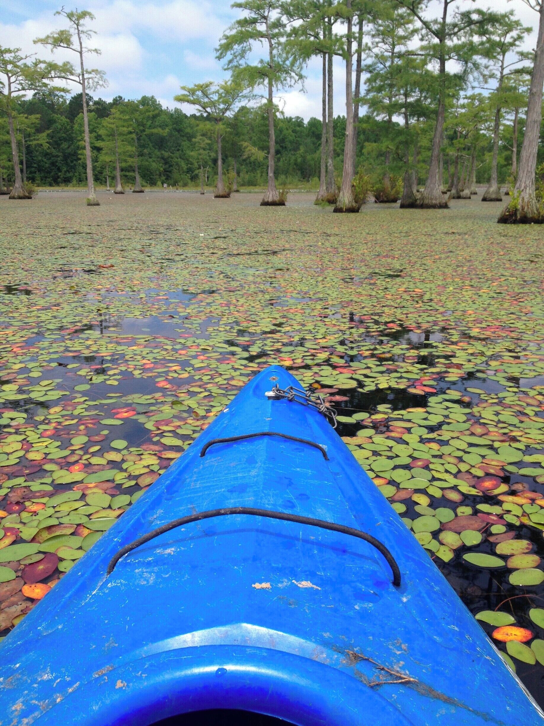 A blue kayak on a water surface with lily pads and trees in the background.