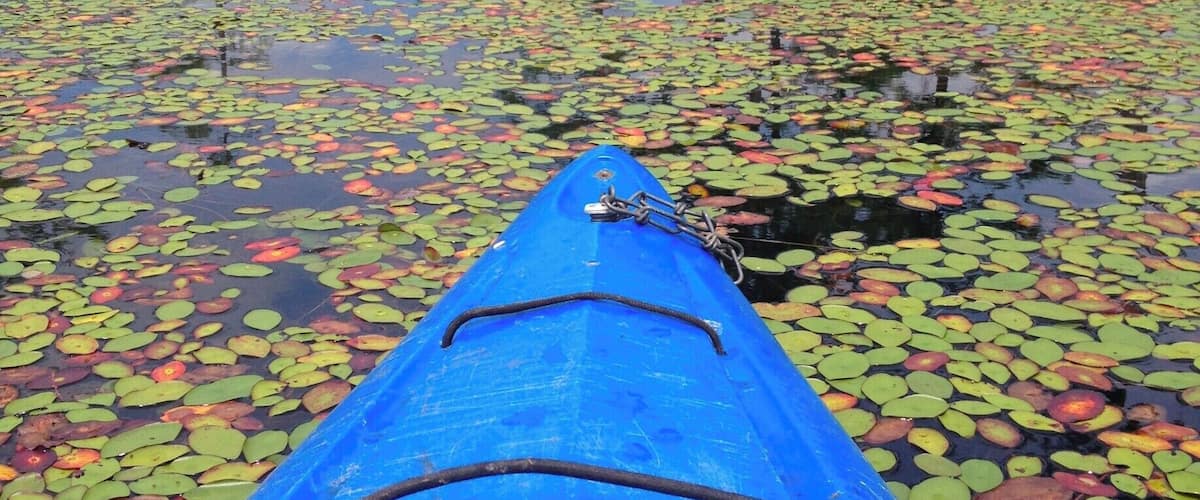 A blue kayak on a water surface with lily pads and trees in the background.