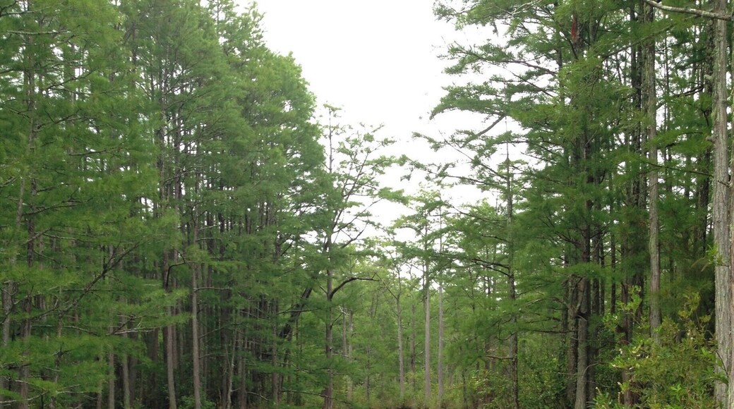 Canoing in Goodale State Park near Camden, SC, USA. We explored this 140 acre lake without seeing another soul! We admired the cypress trees and water lilies as we meandered down small creeks. Beware of the wasp nests at the base of the cypress trees as you paddle by! This was a great place to paddle in this awesome #blue kayak! You can rent canoes and kayaks from the ranger station at the edge of the lake for very cheap. Great activity for any time of year!