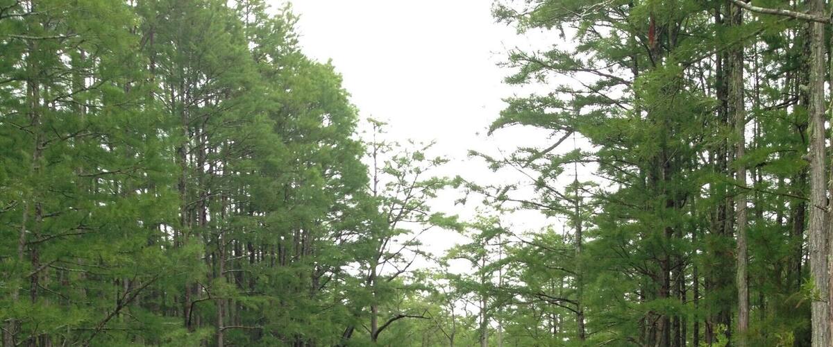 Canoing in Goodale State Park near Camden, SC, USA. We explored this 140 acre lake without seeing another soul! We admired the cypress trees and water lilies as we meandered down small creeks. Beware of the wasp nests at the base of the cypress trees as you paddle by! This was a great place to paddle in this awesome #blue kayak! You can rent canoes and kayaks from the ranger station at the edge of the lake for very cheap. Great activity for any time of year!