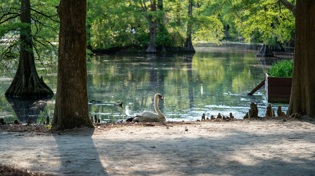 Landscape of the swan lake Iris Gardens park in the daylight in Sumter, South Carolina