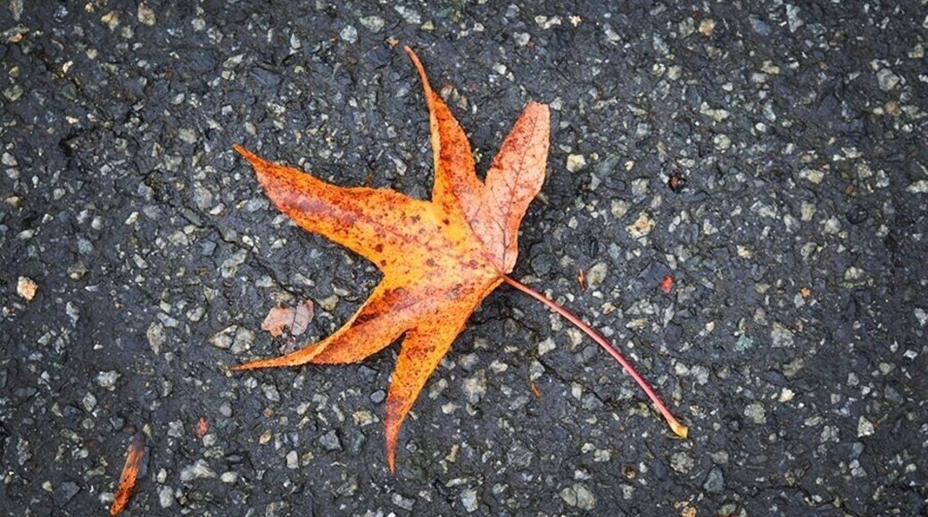 Yep.. I’m a leaf peeper😀