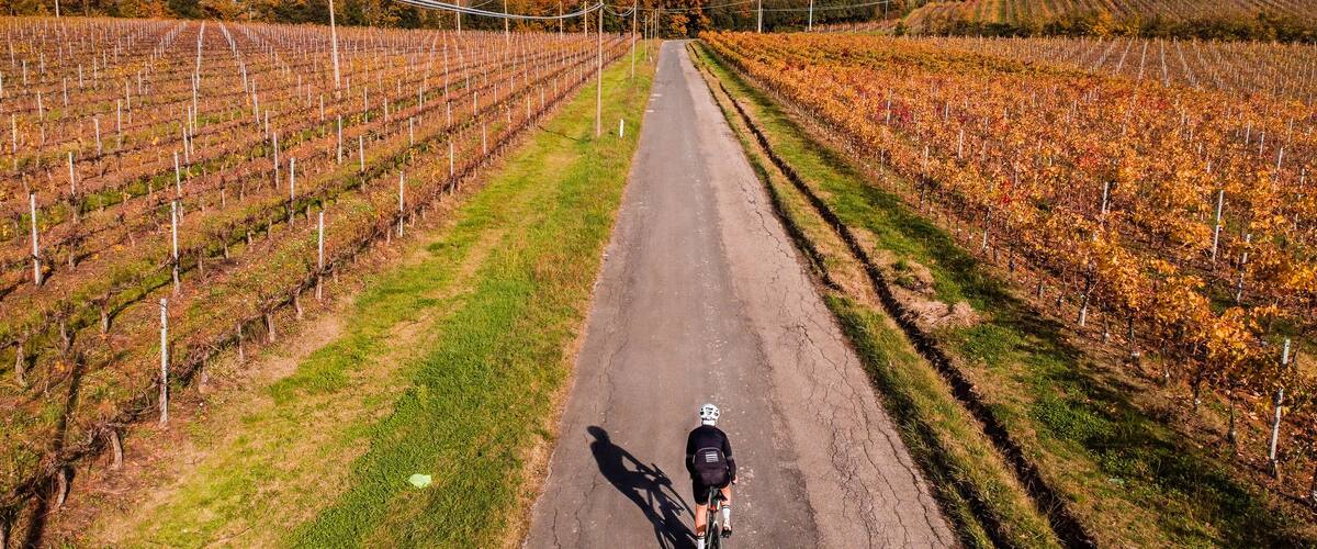Cyclist on road bike. Vineyard in autumn view from drone.