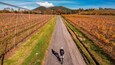 Cyclist on road bike. Vineyard in autumn view from drone.