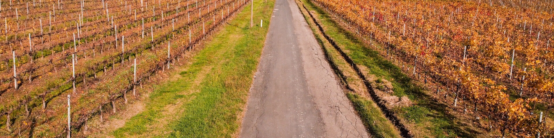 Cyclist on road bike. Vineyard in autumn view from drone.