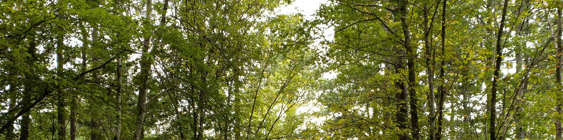 Wooded trail in the American Tobacco trail, north carolina in early fall
