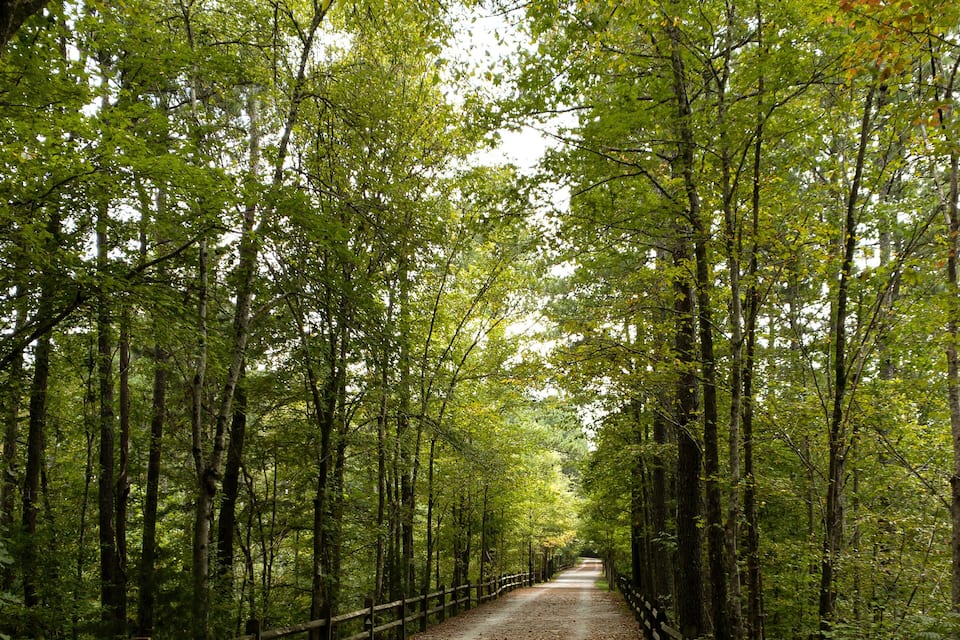 A forested path with a wooden fence on one side and a dirt road covered with fallen leaves.
