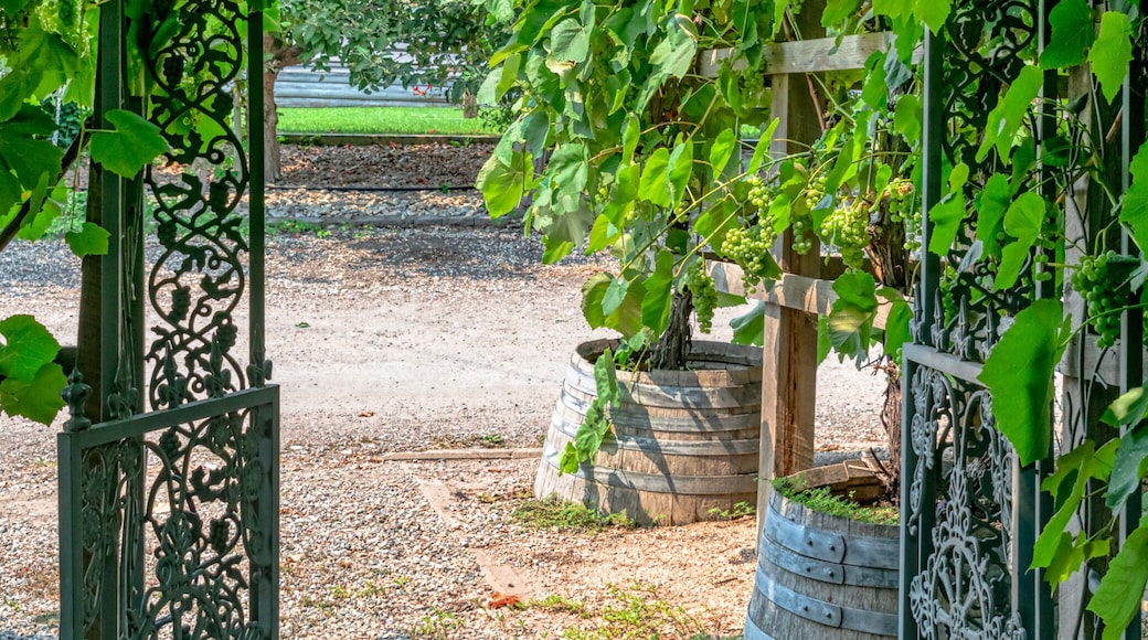 โรงกลั่นไวน์ Iron Gate