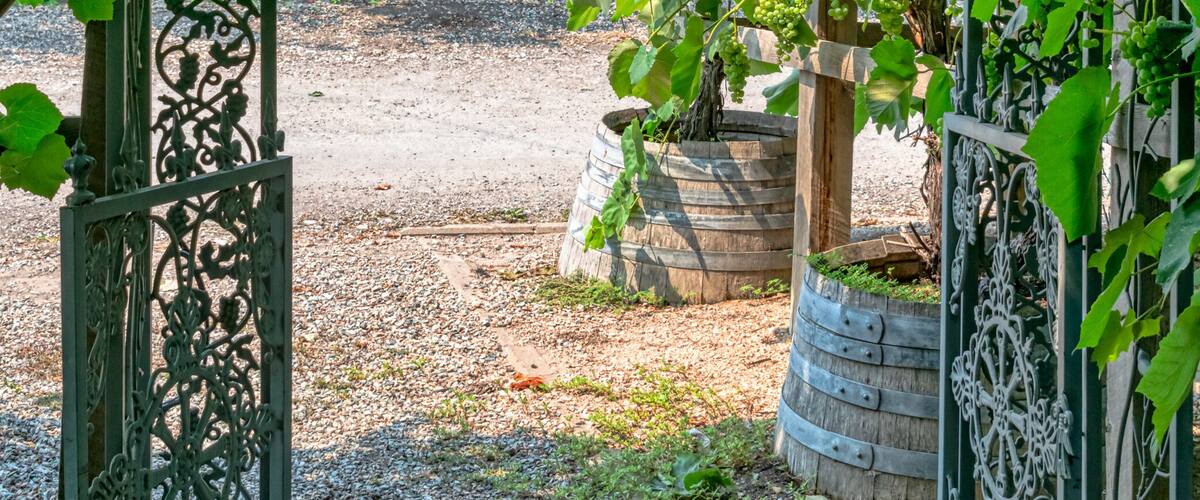 Pathway to a vine yard through the iron cast gate