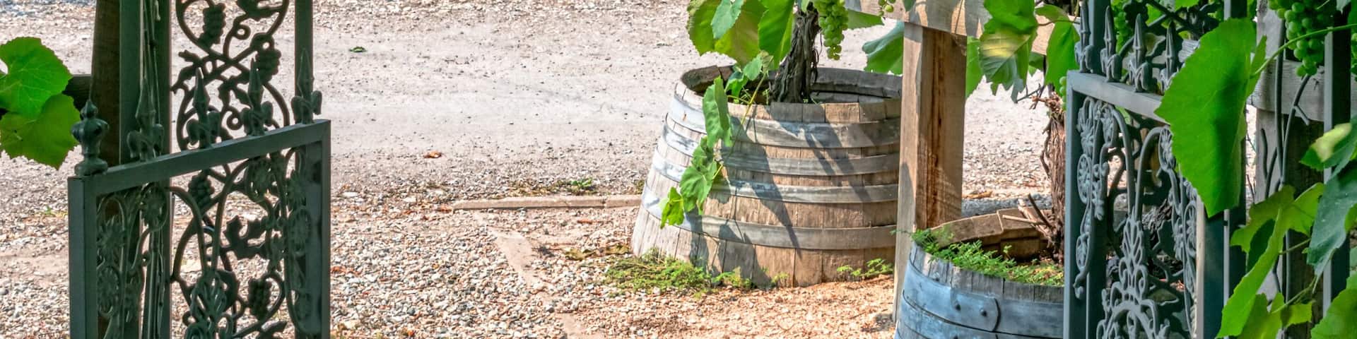 Pathway to a vine yard through the iron cast gate
