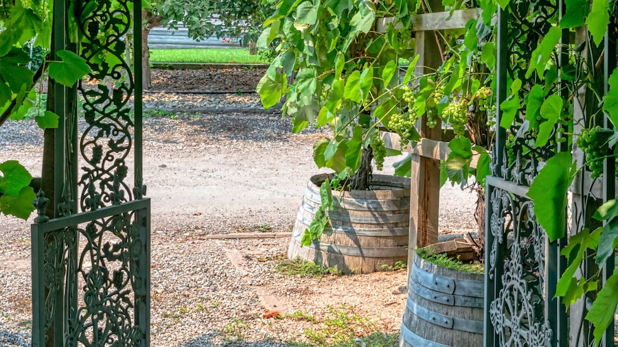 Pathway to a vine yard through the iron cast gate