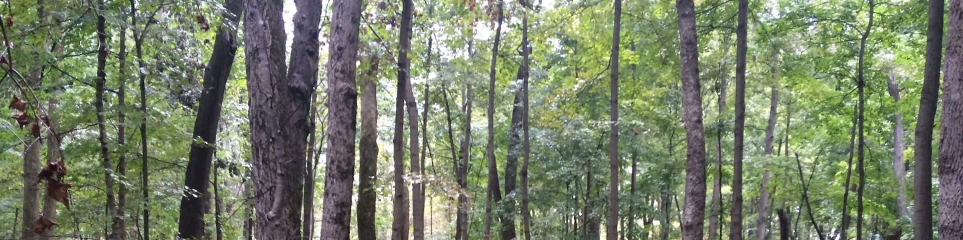 Rainy hike at Rowe Woods