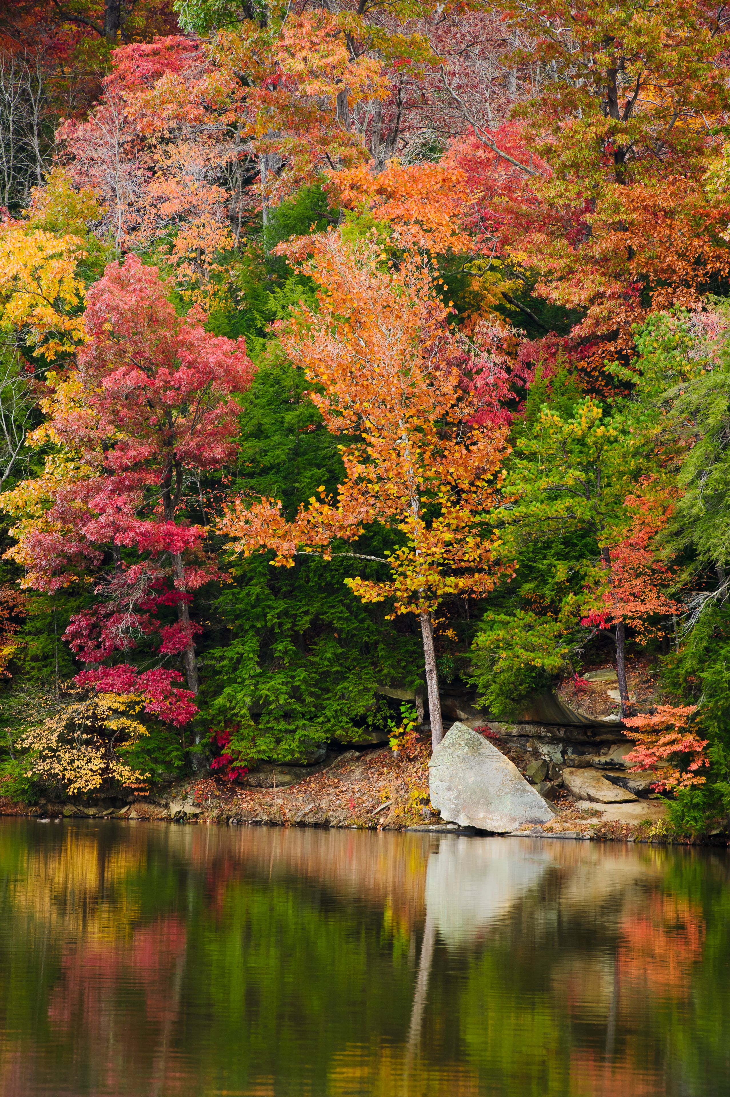 A forest with autumn foliage reflecting on a calm lake.