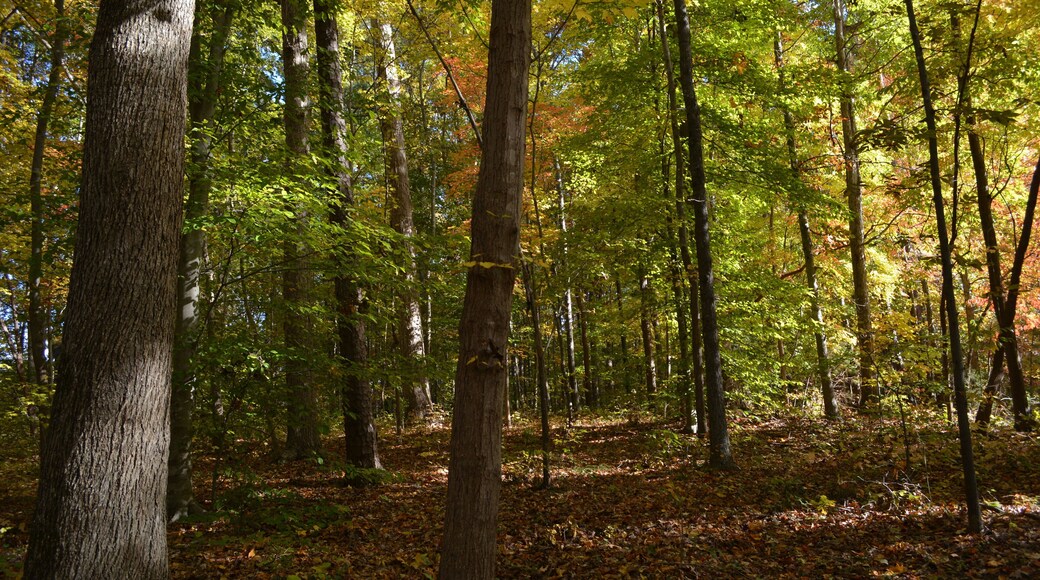 Beautiful park that has fishing, camping, hiking every where.