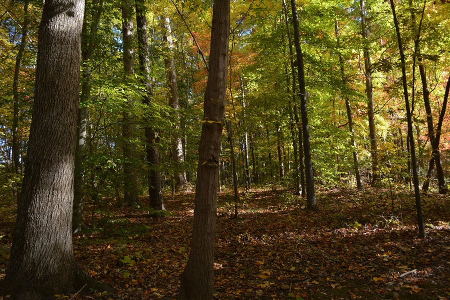 Beautiful park that has fishing, camping, hiking every where.