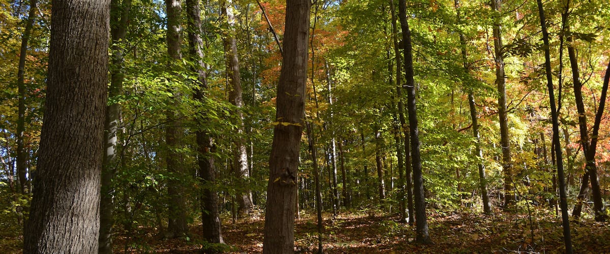 A forest with tall trees and a ground covered in fallen leaves.