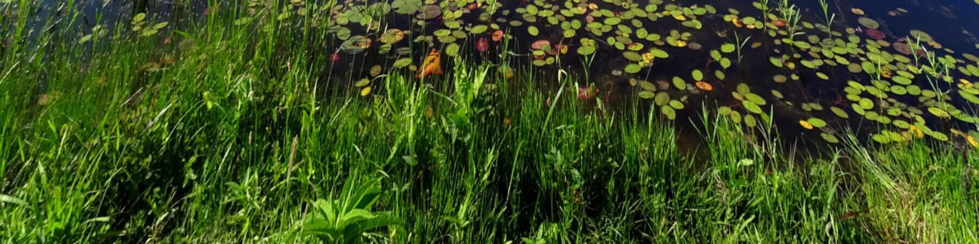 The beautiful view overlooking Lake Hope, the namesake of the 2,983-acre Lake Hope State Park. The park lies entirely within the 26,824-acre Zaleski State Forest.
The park provides opportunities for #hiking, swimming, fishing, camping, photography, dining, and general R&R.
The park even has a really cool summer program where you can feed hummingbirds from your hand! You hold a vial of sugar water at arm's length and from out of nowhere the hummingbirds start appearing! If you're steady and patient, they'll begin to feed right in front of you!